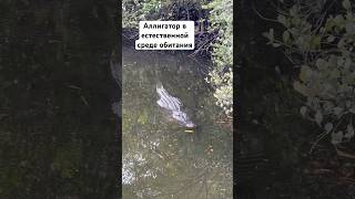 К нам плывет Аллигатор #майами #сша #флорида #аллигатор #everglades