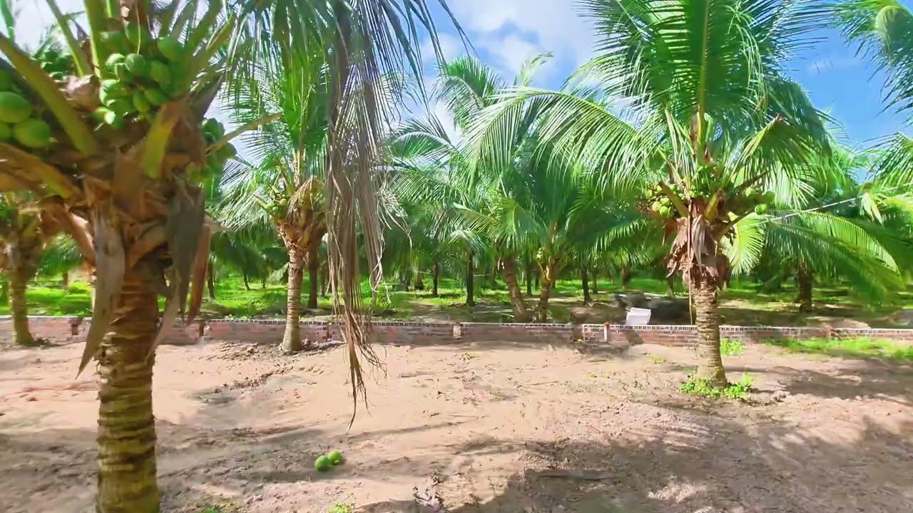 Vườn dừa trên đất tại phước hải giá siêu rẻ