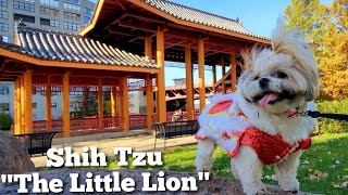 Are Shih Tzu's Related to Lions? by Mikki Shih Tzu 3,585 views 2 years ago 2 minutes, 49 seconds