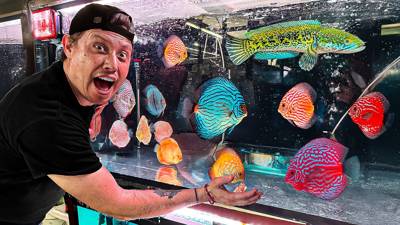 El importador mas grande de peces DISCO de todo México