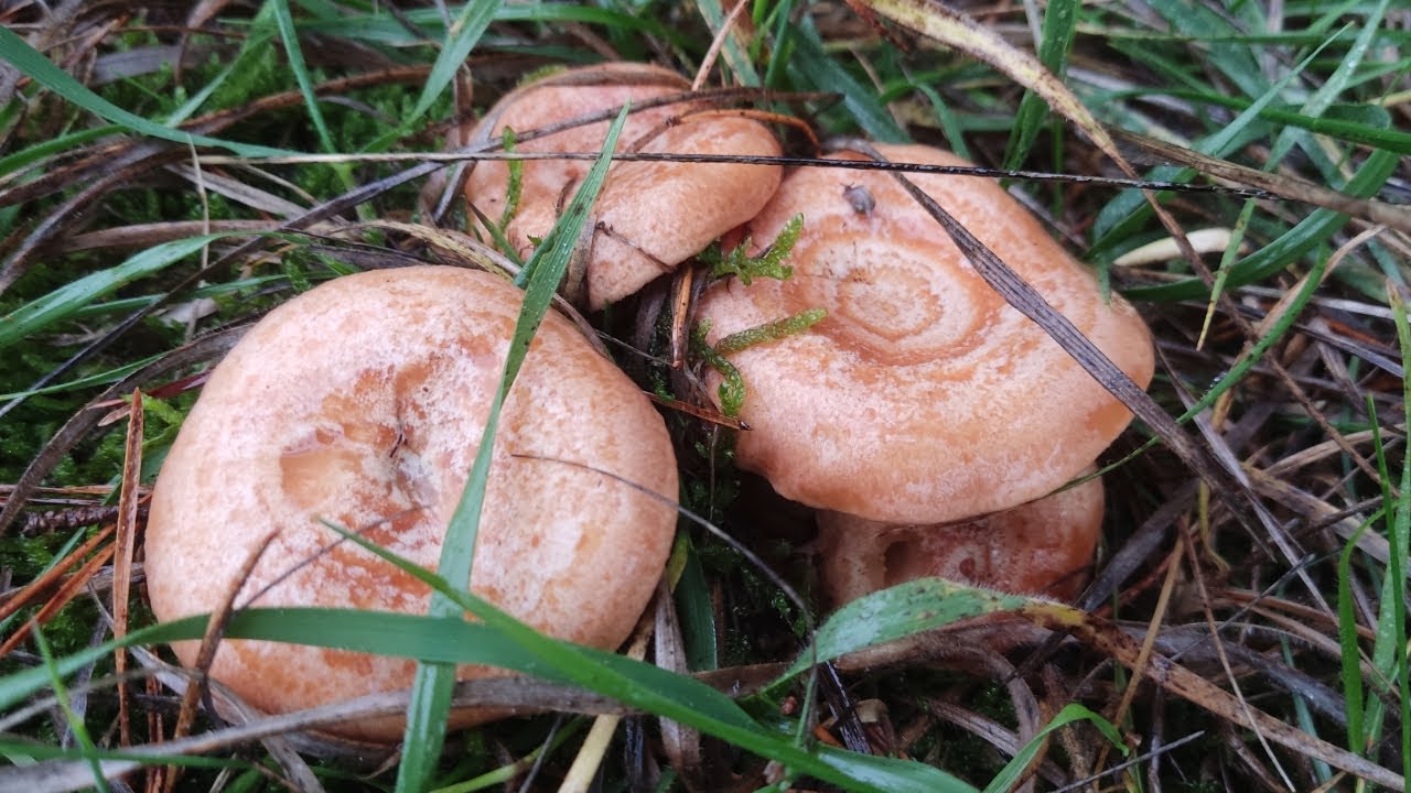 ¡¡ECLOSIONAN MUCHISIMOS NISCALOS!! *(Estan todos pasados)* | 10/11/2024