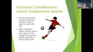 Chapter 11 Ankle Functional Considerations Information