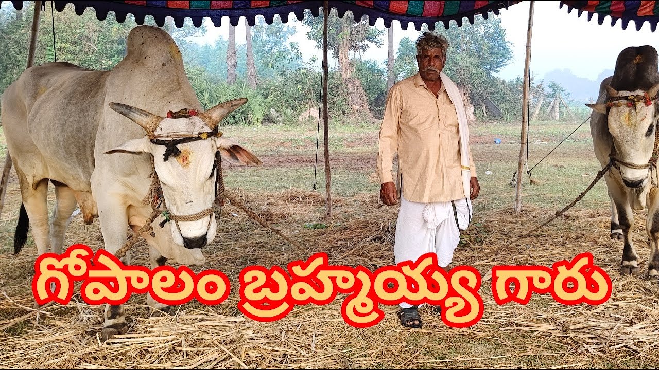 5. గోపాలం బ్రహ్మయ్య గారు madhiralla junior  Bull's ....  in koppuravuru