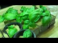 Complete Kratky Hydroponic Setup From Start to Finish