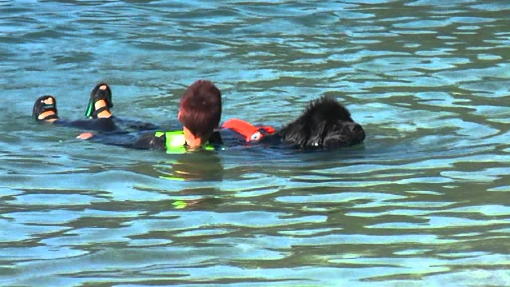 Addestramento Giannina e Joy Newfoundland dog-cane terranova