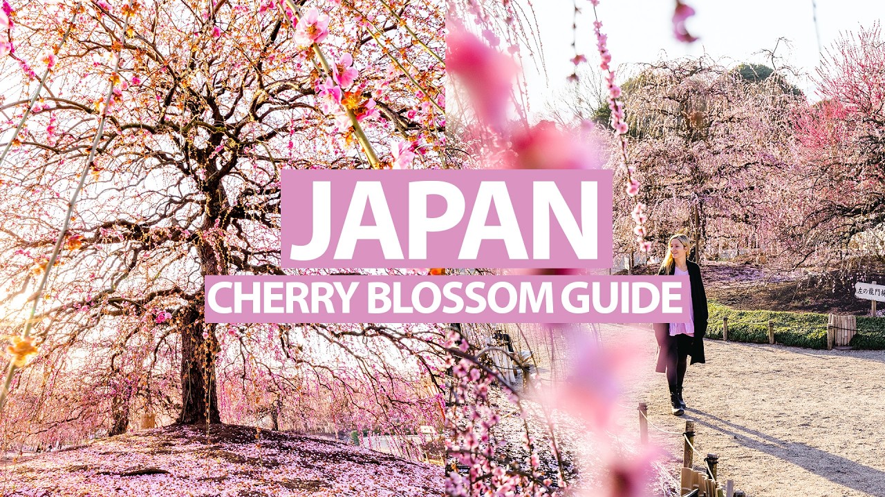 ULTIMATE GUIDE TO CHASING CHERRY BLOSSOMS IN JAPAN (Best Tips & Tricks ...