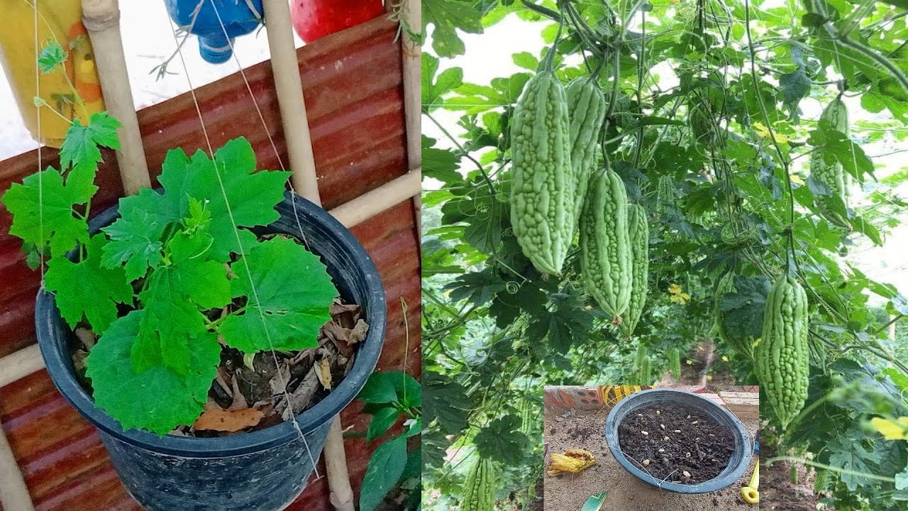 How to Grow Bitter Gourd from Seed Germination Garden Tips Bitter