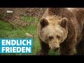 Bärenpark Schwarzwald: Ein Zuhause für misshandelte Bären