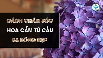 Cách chăm sóc hoa cẩm tú cầu ra bông đẹp┃Nông Sản ND