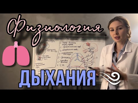 Физиология|🫁Механизмы вдоха и выдоха |Полный разбор темы Внешнее Дыхание