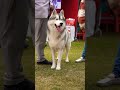 Siberian Husky In Dog Show Allahabad #viral #husky #shortsfeed #trending
