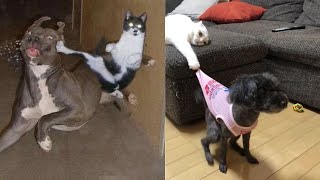 FUNNY CATS AND DOGS COMPILATION 🐶😸 - TRY NOT TO LAUGH!! | Funny Pets by Funny Pets 1,324 views 2 years ago 6 minutes, 16 seconds