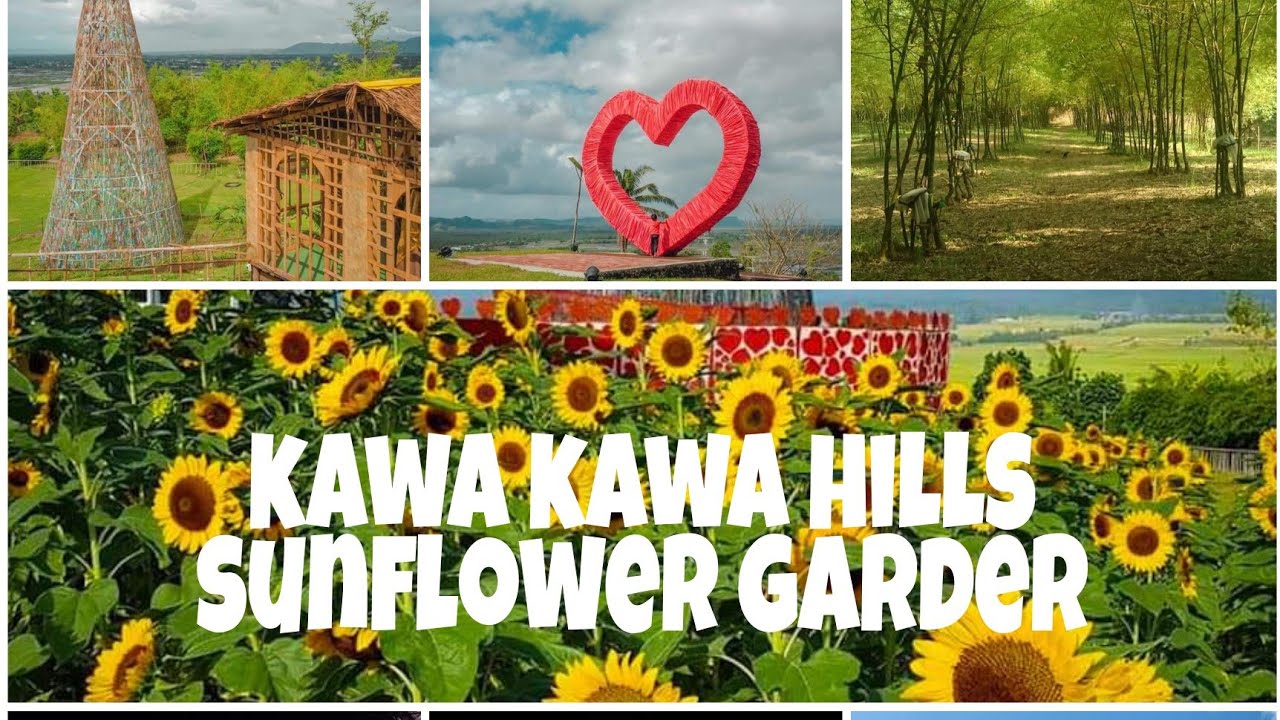 look!! kawa kawa hills ligao,albay sunflower garden bambusetum