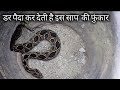 इस जहरीले साप की फुंकार सुनकर आप हैरान रह जाओगे | Rescue Russell's viper snake from Ahmednagar