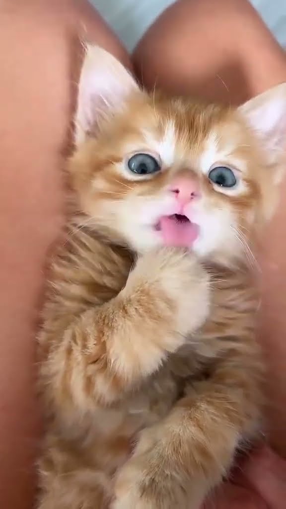 C magnifique vidéo chat oronge ??????