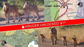 3 LION Sightings In One Morning!! | First Glimpse of VURHAMI Lioness and Her CUBS