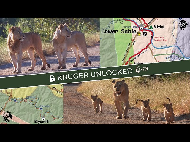 3 LION Sightings In One Morning!! | First Glimpse of VURHAMI Lioness and Her CUBS class=