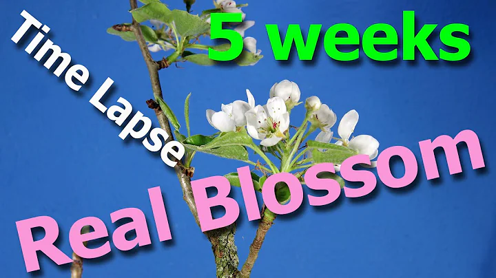 Time-Lapse: Pear blossom, complete spectacle to end of flowering - DayDayNews