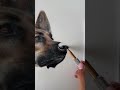 How to Draw a Dog's Nose with Colored Pencils