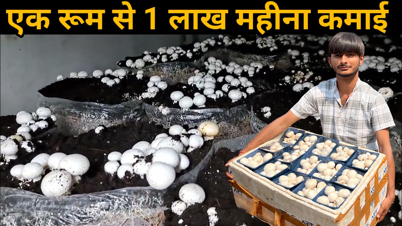 एक रूम से 1 लाख महीना कमाई  || mashroom farming business plan
