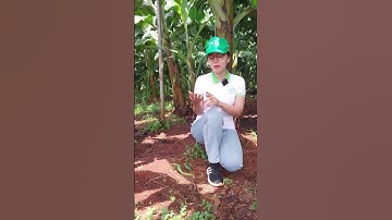 ❌Hệ thống tưới & dinh dưỡng cho dự án 200ha chuối #xuhuong #hethongtuoicay #trongcay