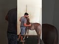 mera dost whatsan ke sath😆#viral #horse #haveitoldyoulatelythatiloveyou #butifyoucloseyoureyes #