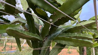 Dragonfruit Farming in Trellis method and Using Weedmat in our Farm.