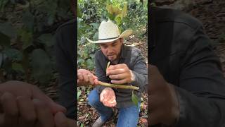 Así es el cultivo de la canela en Oaxaca.