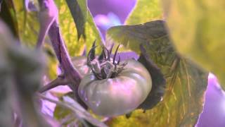 Where are the tomatoes? update3