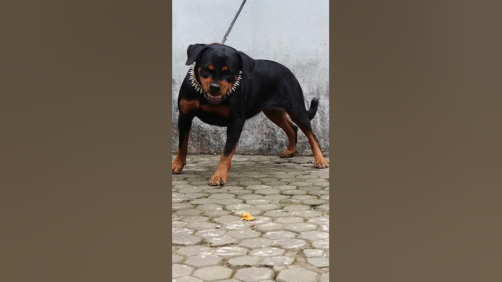 Angry Rottweiler part 1 | #rottweiler  #viral #viralshorts #shorts #ytshorts