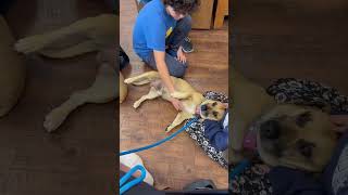 Archie - Adoptable at Priceless Pets!