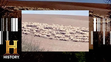 ALIEN FORCES MANIPULATE WILDLIFE | The Proof is Out There (Season 2) | History