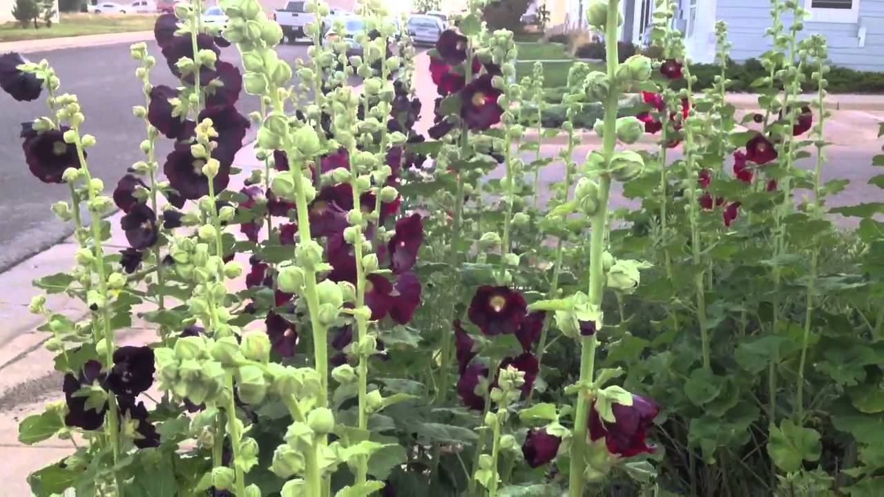 Hollyhocks