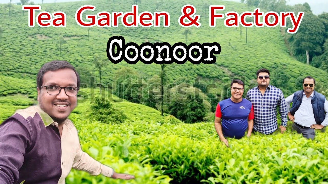 Coonoor Tea Garden OOTY Nilgiri Tea Plantation Tea Factory Ooty coonoor-tea-garden-ooty-nilgiri-tea-plantation-tea-factory-ooty