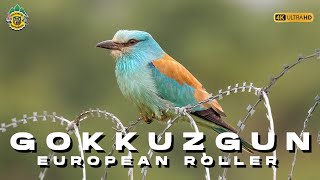Gökkuzgun » European Roller