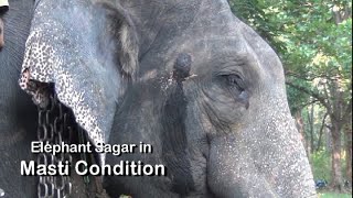 Elephant in Masthi Condition-Video Report