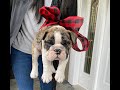 Christmas Puppy Surprise for Mom - Emotional