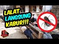 Inilah 2 CARA AMPUH Mengusir LALAT di KANDANG AYAM