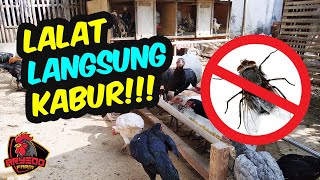 Inilah 2 CARA AMPUH Mengusir LALAT di KANDANG AYAM. 