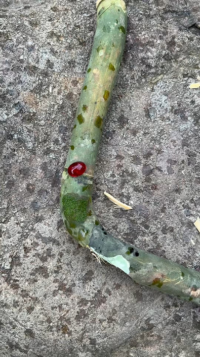 BAMBU UNIK DI DALAMNYA ADA BATU MUSTIKA MERAH DELIMA #bambupetuk #merahdelimaasli #viral #shorts