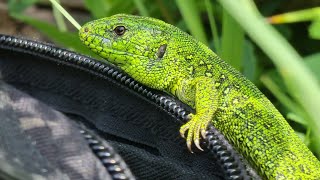 How to train a dragon? No more difficult than catching a nimble lizard