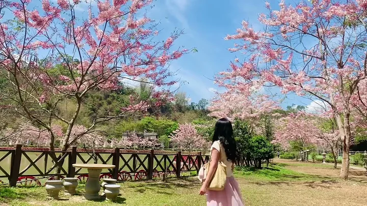 2024/3/23 ～神威天台山🌸圓覺寺 - 天天要聞