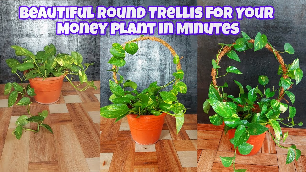 Watch me transform a simple wire into a stunning round trellis for my