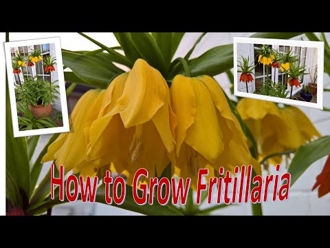 Video: Hazelnoot Of Fritillaria