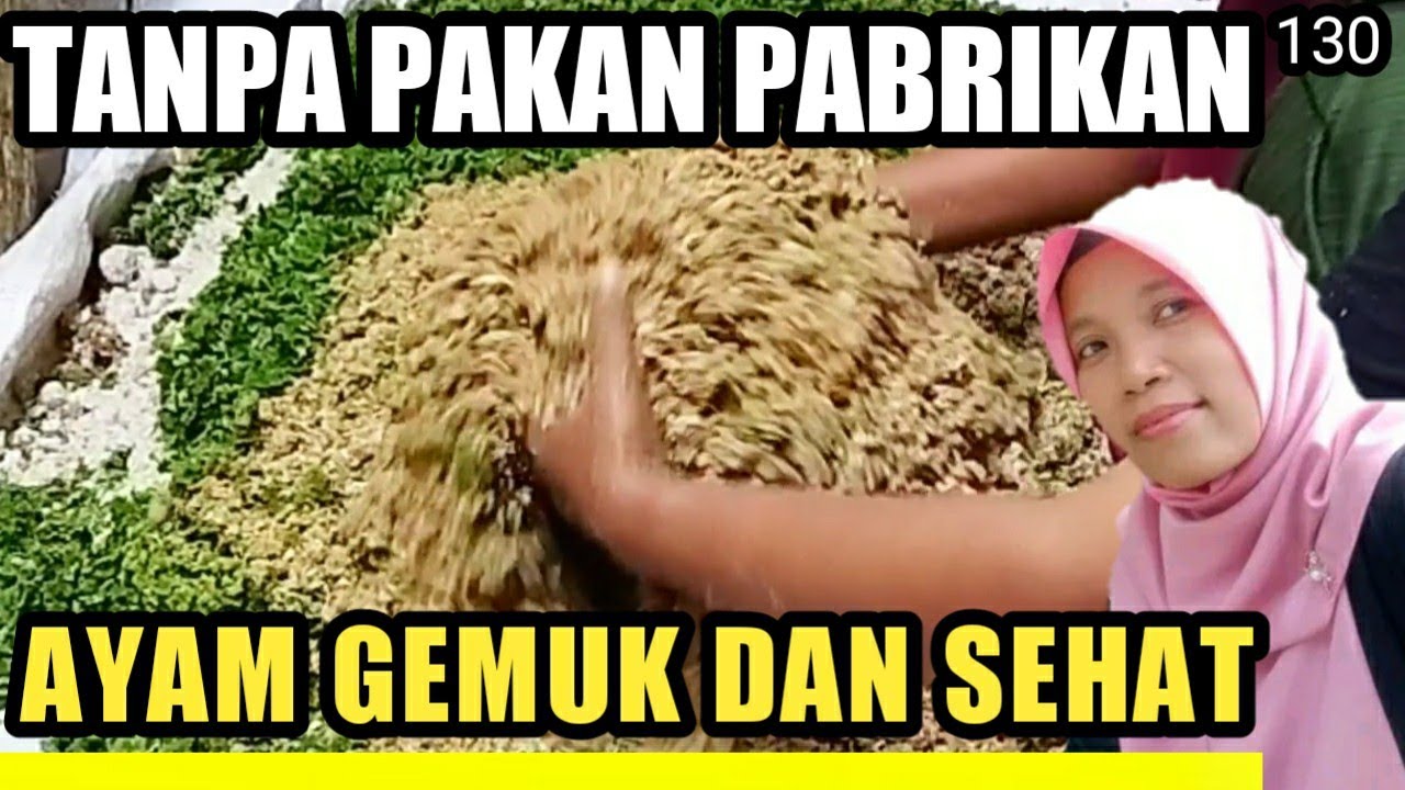 pakan alternatif ternak ayam kampung tanpa pakan pabrikan ayam gemuk dan sehat,magot, azolla,dedak