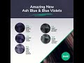 Jeval New Colours
