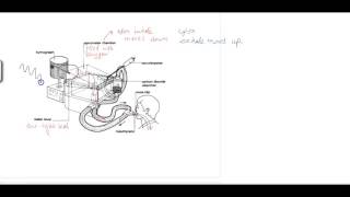 Measuring lung function (Spirometer)