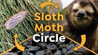 Why Sloths need Moths to Grow Food on their Fur