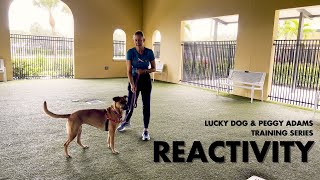 Lucky Dog x Peggy Adams Training Series: Dog Reactivity by Peggy Adams Animal Rescue 1,329 views 8 months ago 3 minutes, 43 seconds