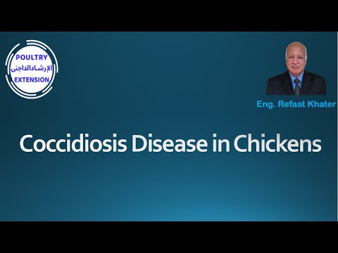 Video: Coccidia Bij Honden: Oorzaken, Symptomen En Behandeling